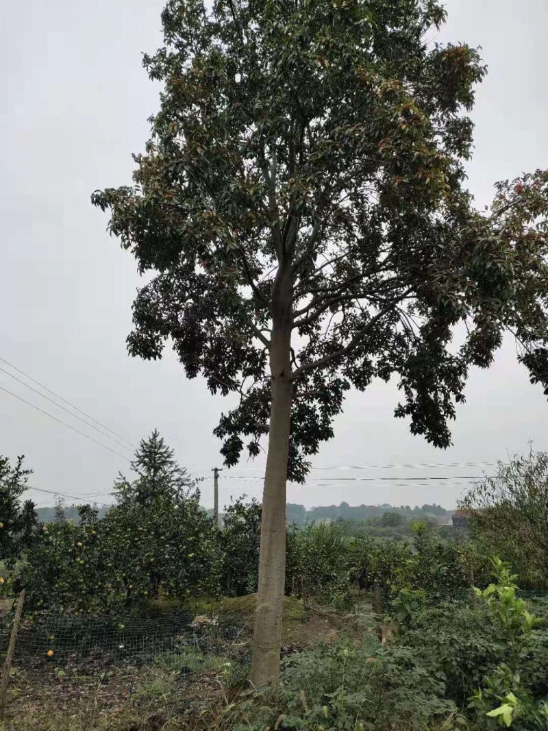 红果冬青10～30公分