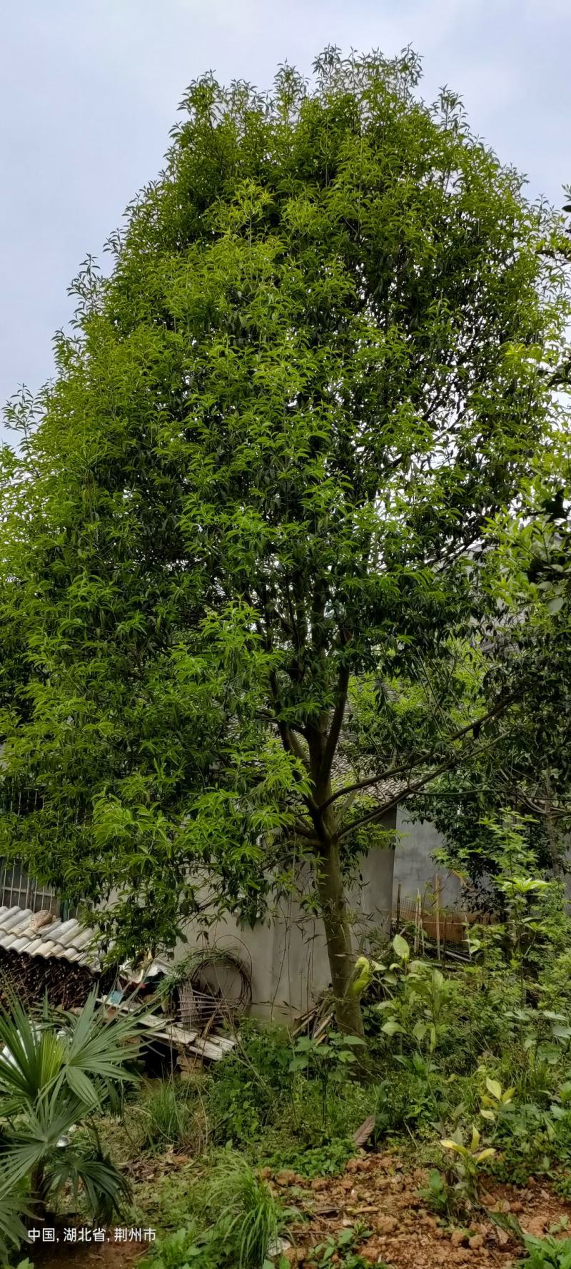 红果冬青10～30公分