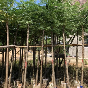 供应云南5-6-7-8-9-10-12-15分凤凰木