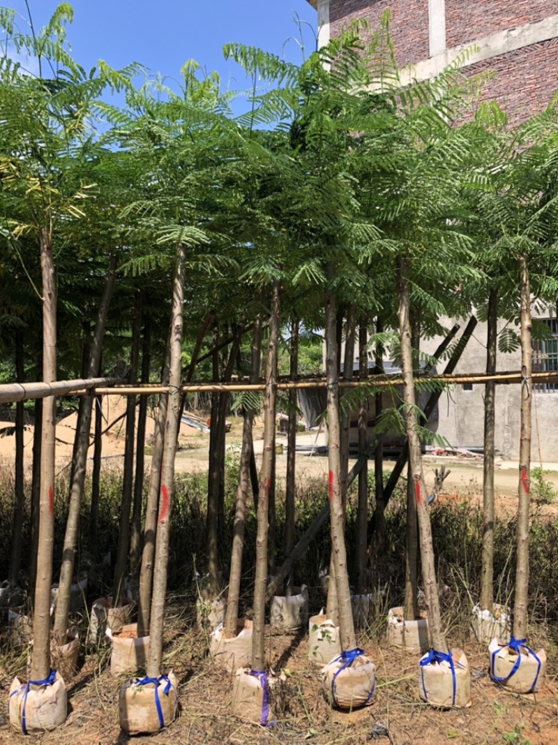 供应云南5-6-7-8-9-10-12-15分凤凰木