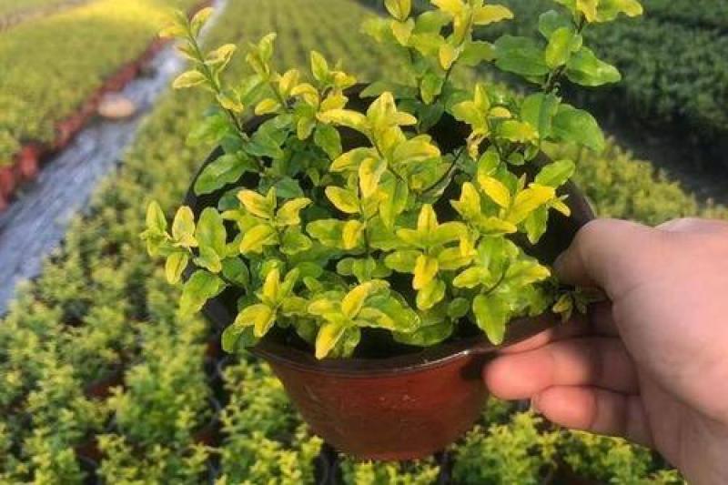 花镜植物亮晶女贞苗金黄女贞亮金女贞金冠女贞树苗耐寒耐冻