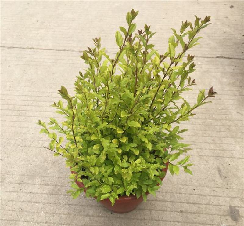 花镜植物亮晶女贞苗金黄女贞亮金女贞金冠女贞树苗耐寒耐冻