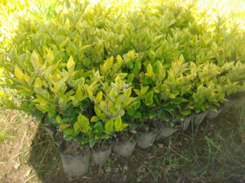 花镜植物亮晶女贞苗金黄女贞亮金女贞金冠女贞树苗耐寒耐冻