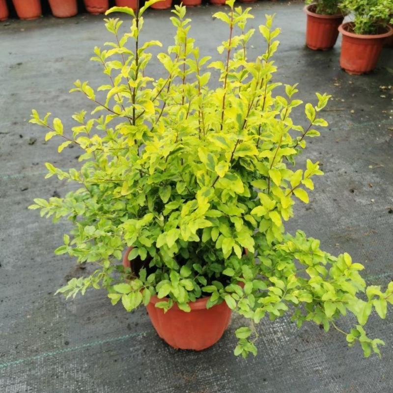 花镜植物亮晶女贞苗金黄女贞亮金女贞金冠女贞树苗耐寒耐冻
