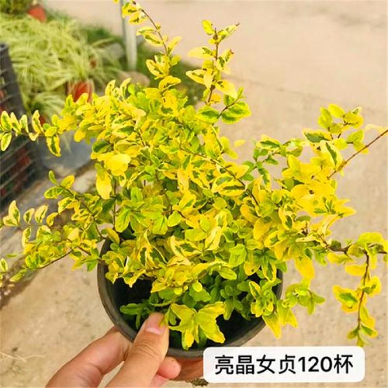 花镜植物亮晶女贞苗金黄女贞亮金女贞金冠女贞树苗耐寒耐冻