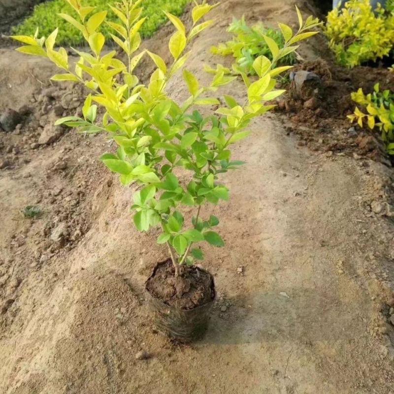 花镜植物亮晶女贞苗金黄女贞亮金女贞金冠女贞树苗耐寒耐冻