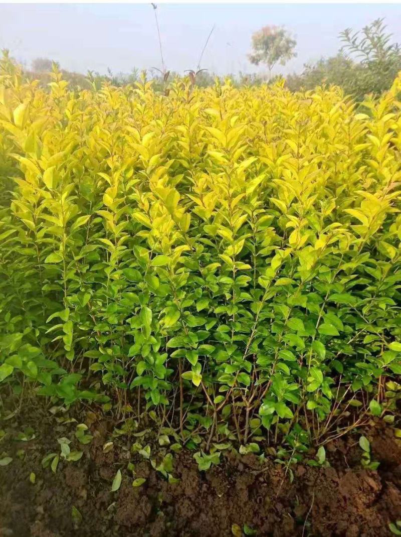 花镜植物亮晶女贞苗金黄女贞亮金女贞金冠女贞树苗耐寒耐冻