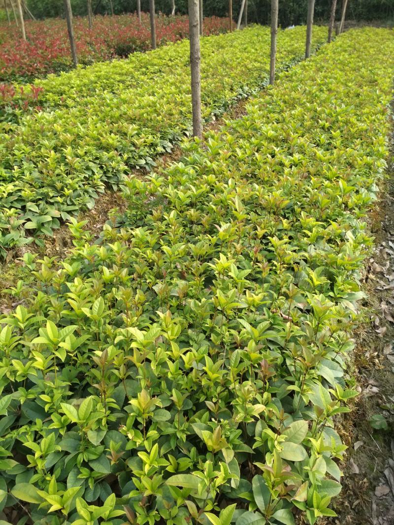 四季桂桂花树苗庭院绿化四季常青苗木学校花坛浓香月月桂小苗