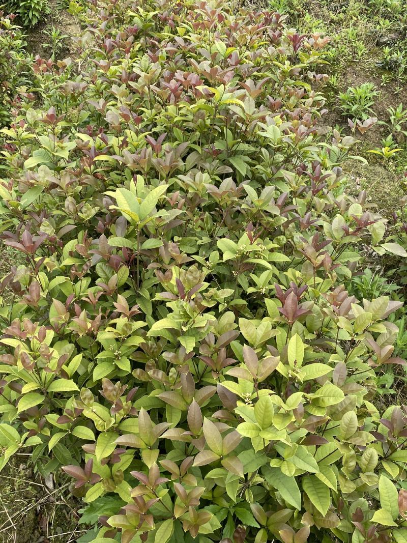 四季桂桂花树苗庭院绿化四季常青苗木学校花坛浓香月月桂小苗