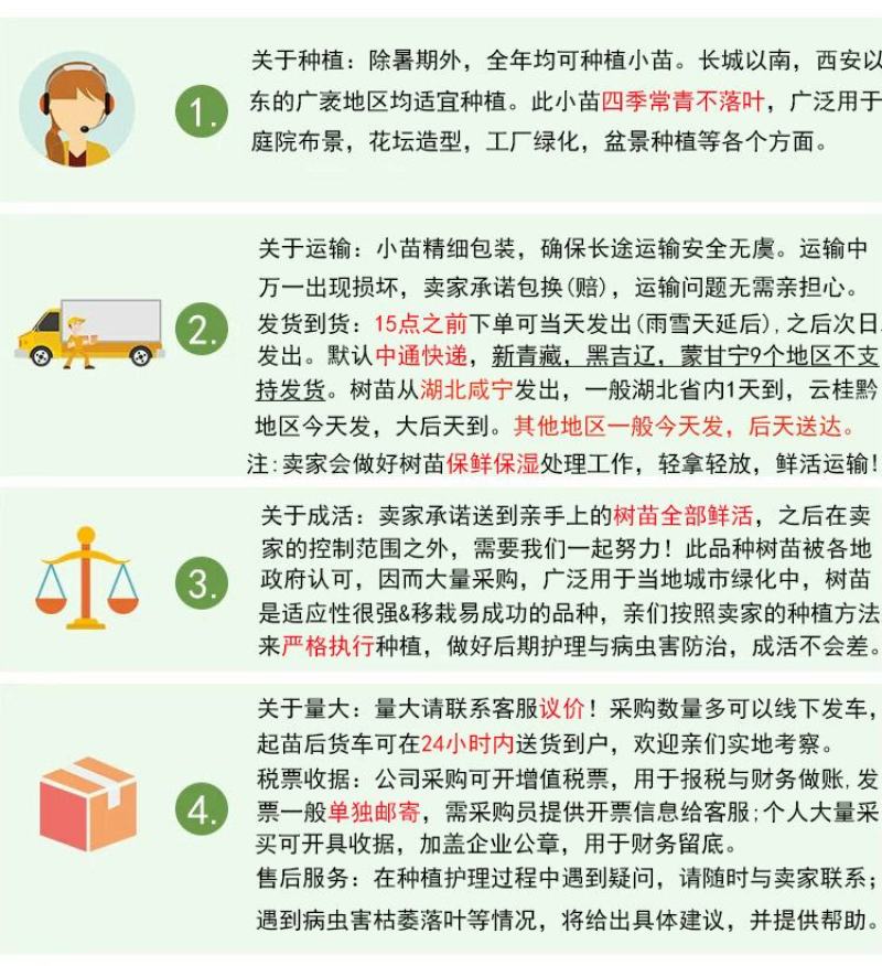 四季桂桂花树苗庭院绿化四季常青苗木学校花坛浓香月月桂小苗