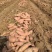湖北龙九红薯大量上市产地直发质量保证，代发全国