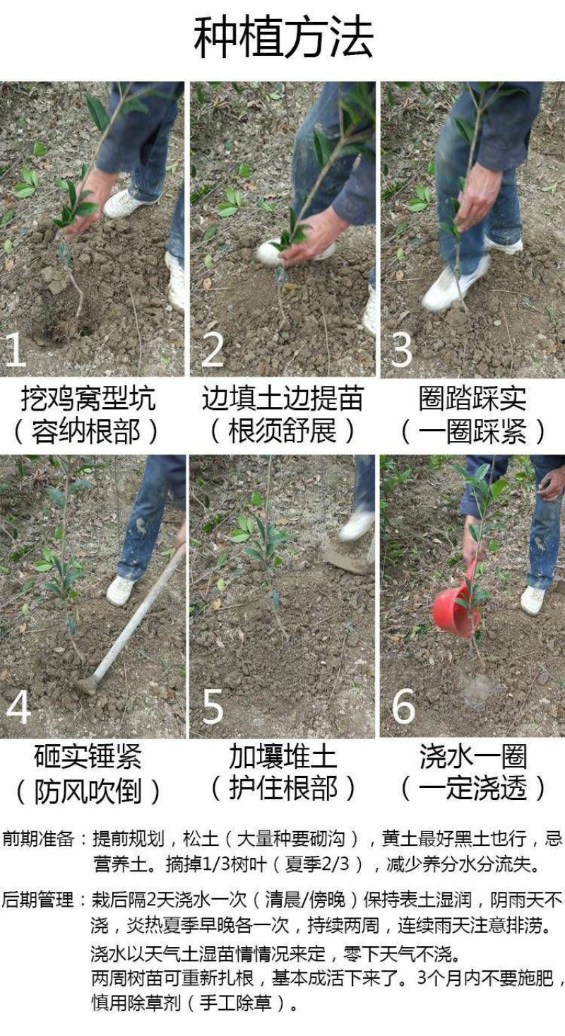 四季桂桂花树苗庭院绿化四季常青苗木学校花坛浓香月月桂小苗