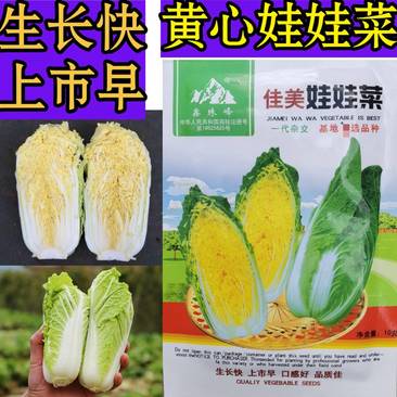 韩国引进黄心娃娃菜种子，高品质早熟生长速度快黄芯口感型