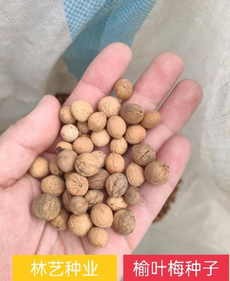 出售当年新采树种榆叶梅种子红梅花种子小桃红四季可播