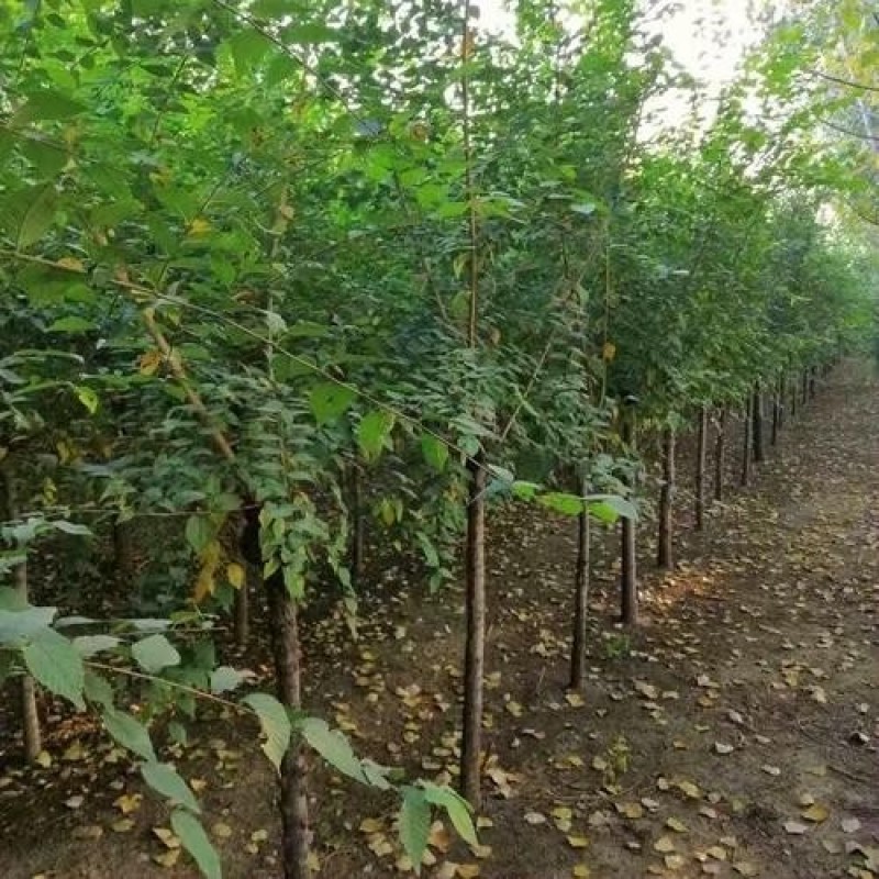出售当年新采树种榆叶梅种子红梅花种子小桃红四季可播