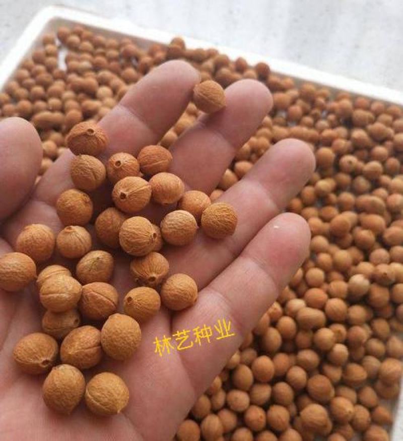 出售当年新采树种榆叶梅种子红梅花种子小桃红四季可播