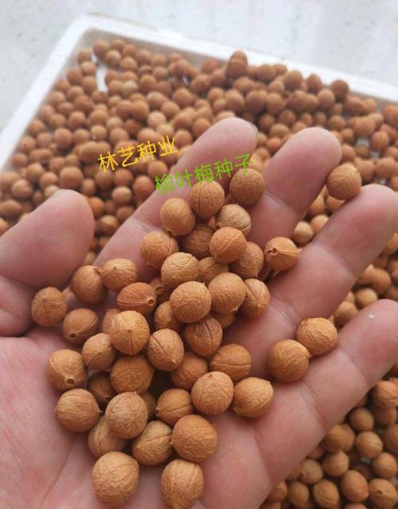 出售当年新采树种榆叶梅种子红梅花种子小桃红四季可播
