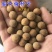 出售当年新采树种榆叶梅种子红梅花种子小桃红四季可播