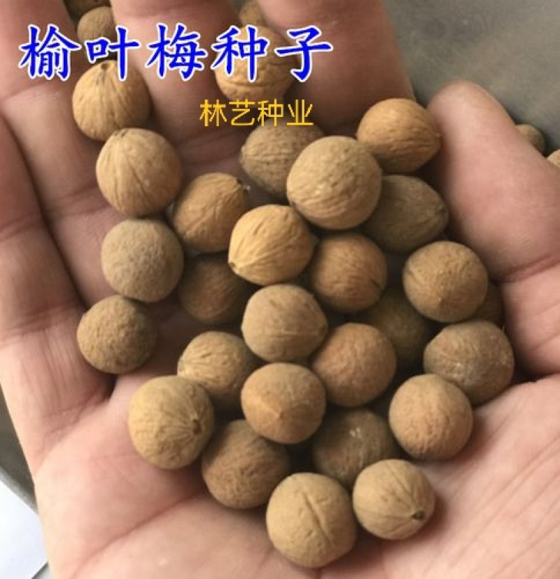 出售当年新采树种榆叶梅种子红梅花种子小桃红四季可播