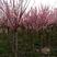出售当年新采树种榆叶梅种子红梅花种子小桃红四季可播