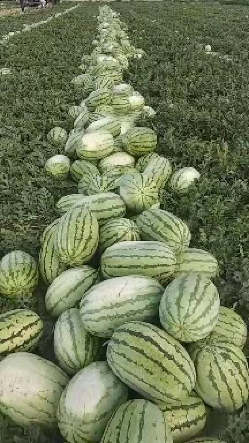 ，个头大瓜形漂亮