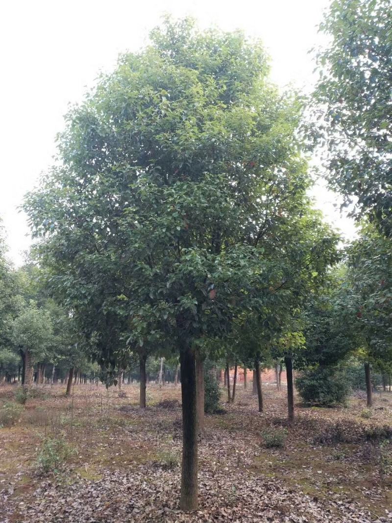 香樟树绿化工程四季常青行道树园林布景大型截杆大叶樟树庭院