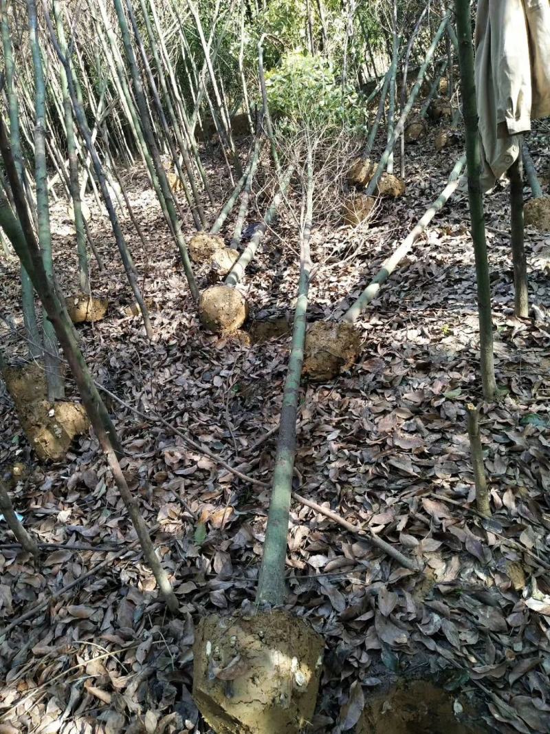 香樟树绿化工程四季常青行道树园林布景大型截杆大叶樟树庭院