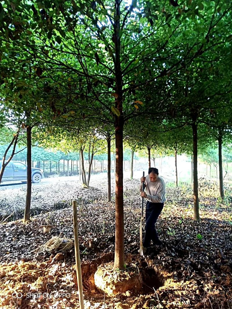 香樟树绿化工程四季常青行道树园林布景大型截杆大叶樟树庭院