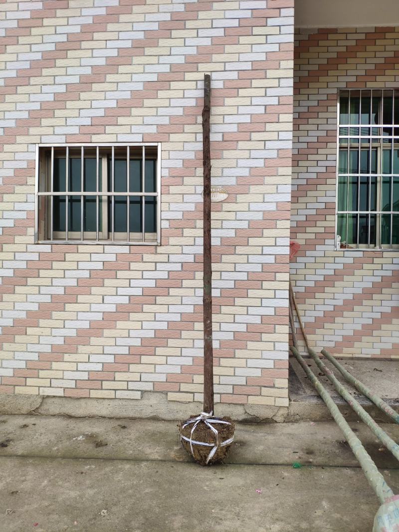 香樟树绿化工程四季常青行道树园林布景大型截杆大叶樟树庭院
