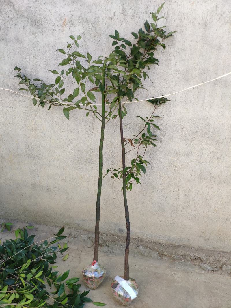 香樟树绿化工程四季常青行道树园林布景大型截杆大叶樟树庭院