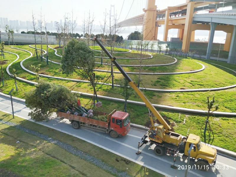香樟树绿化工程四季常青行道树园林布景大型截杆大叶樟树庭院