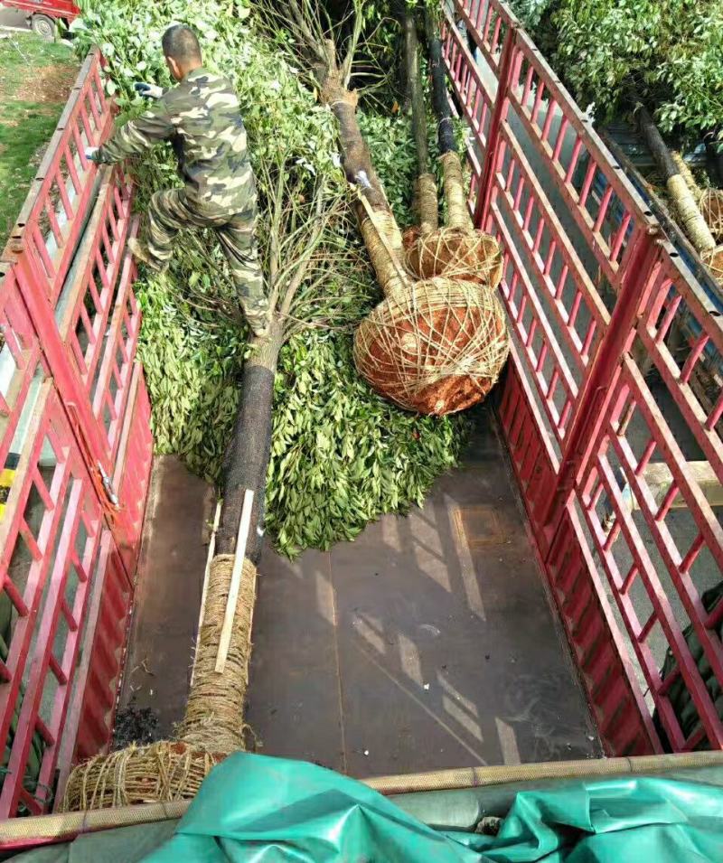 香樟树绿化工程四季常青行道树园林布景大型截杆大叶樟树庭院