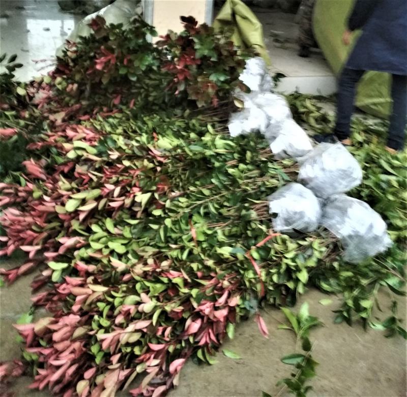 红叶石楠树苗批发红叶石楠绿化工程小苗高杆庭院绿篱笆苗