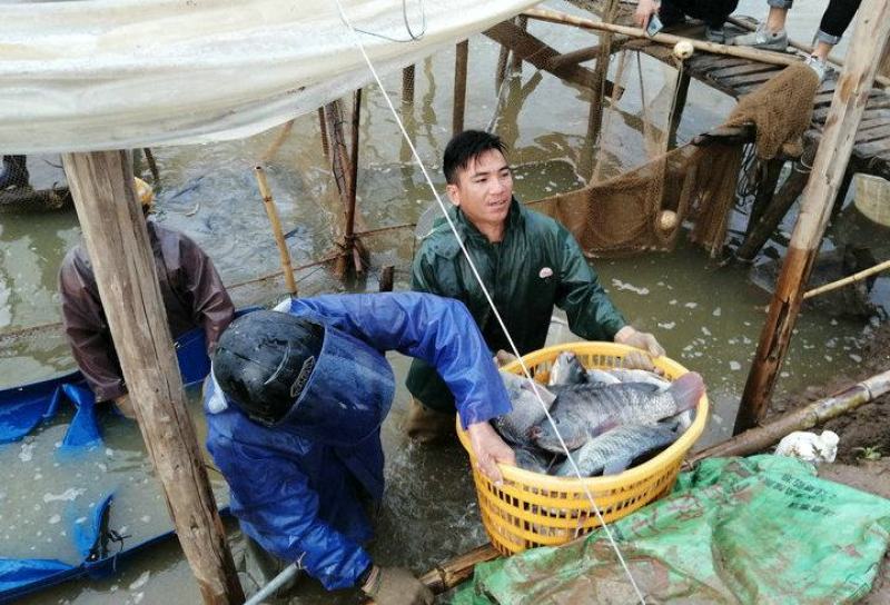 吊水脆肉罗非鱼，脆度稳定，农场直供