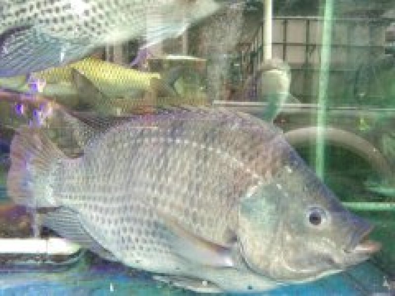 吊水脆肉罗非鱼，脆度稳定，农场直供