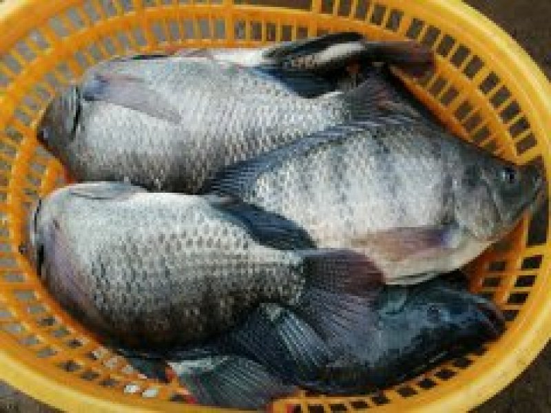 吊水脆肉罗非鱼，脆度稳定，农场直供