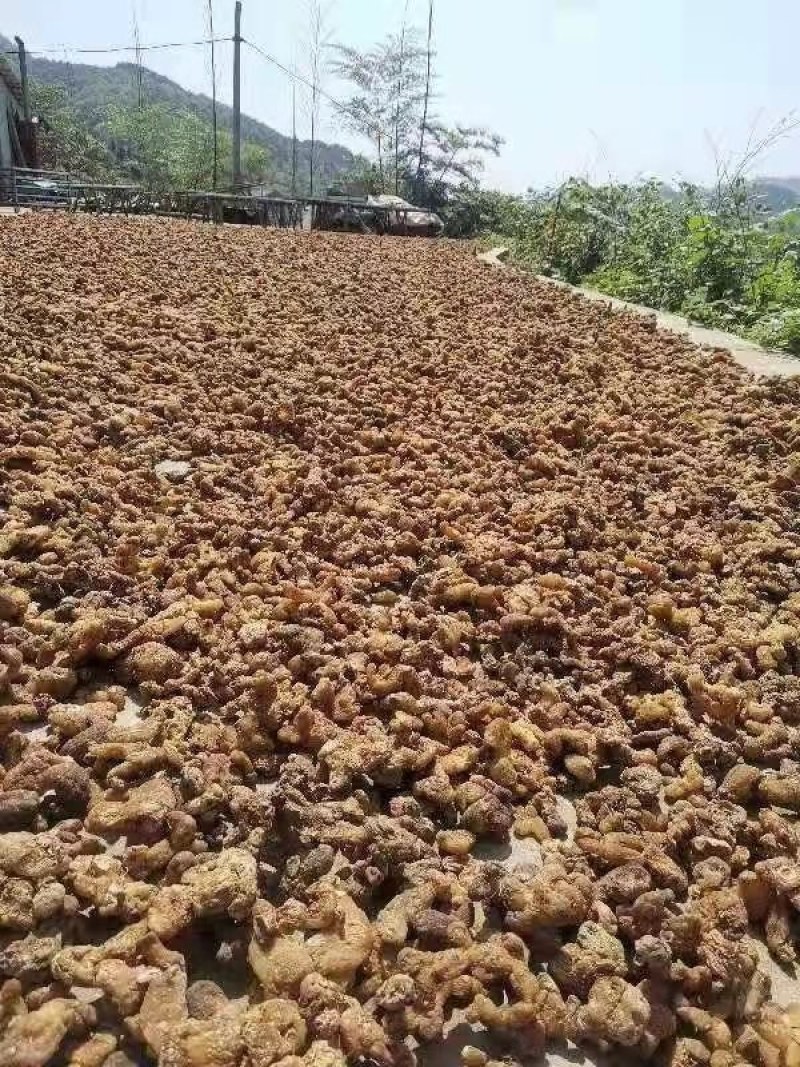 黄精干货