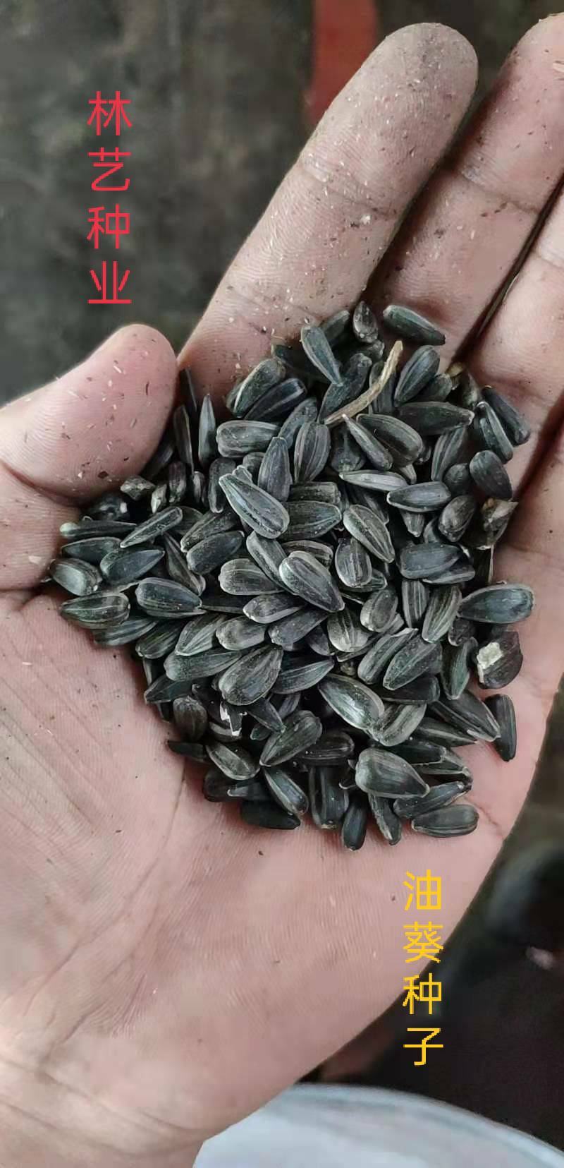 优质油葵种子小向日葵瓜子葵花子无土水培种籽阳台四季