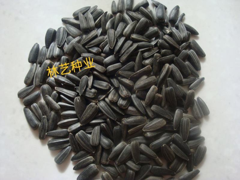 优质油葵种子小向日葵瓜子葵花子无土水培种籽阳台四季