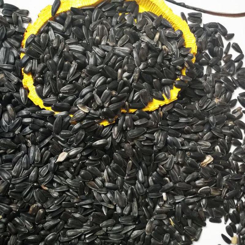 优质油葵种子小向日葵瓜子葵花子无土水培种籽阳台四季