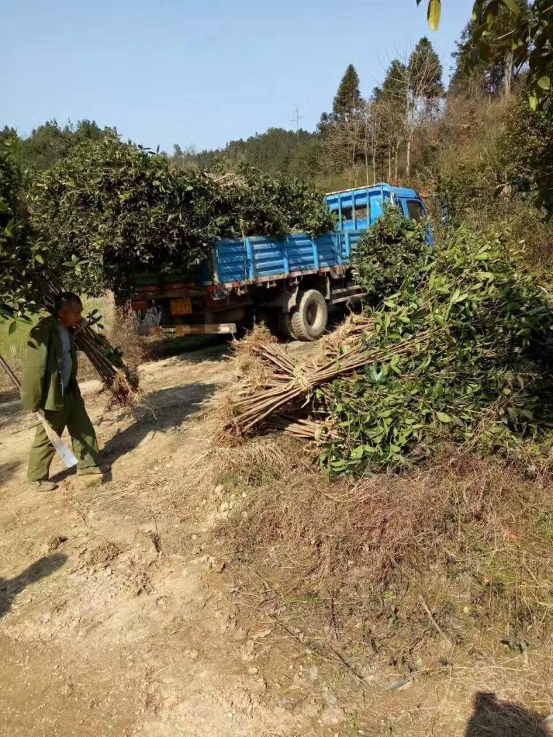 桂花树苗大苗1，1.5，2公分粗金桂丹桂树苗庭院绿化征地