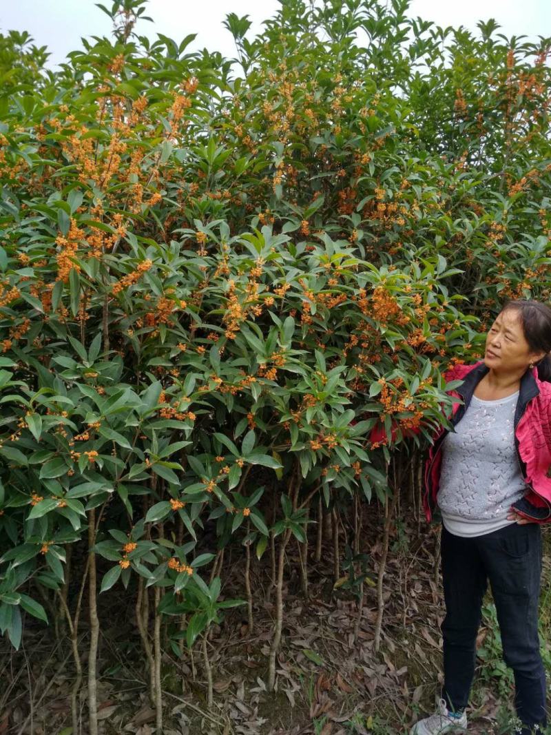 丹桂桂花树大树庭院大型室外四季常青园林工程浓香型朱砂桂花