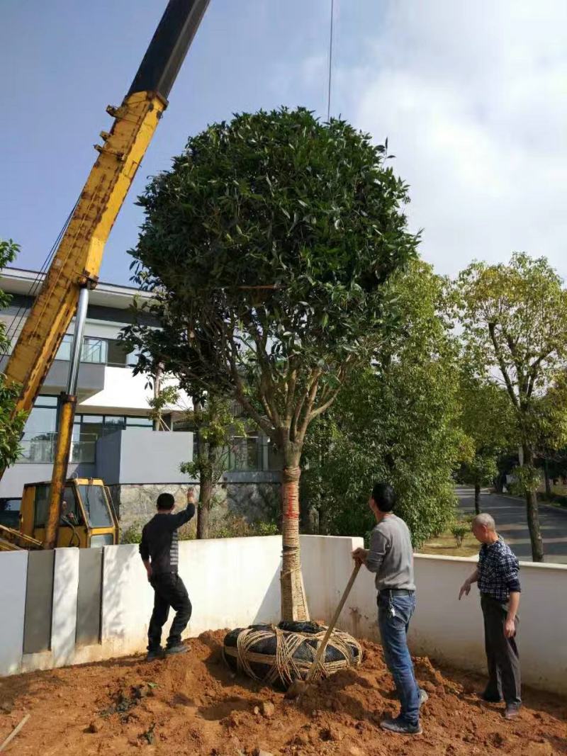 丹桂桂花树大树庭院大型室外四季常青园林工程浓香型朱砂桂花