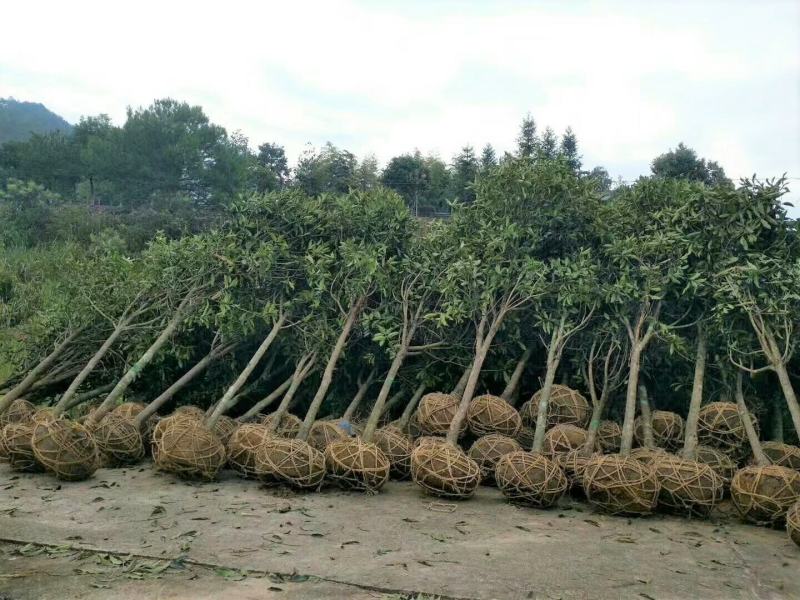 丹桂桂花树大树庭院大型室外四季常青园林工程浓香型朱砂桂花