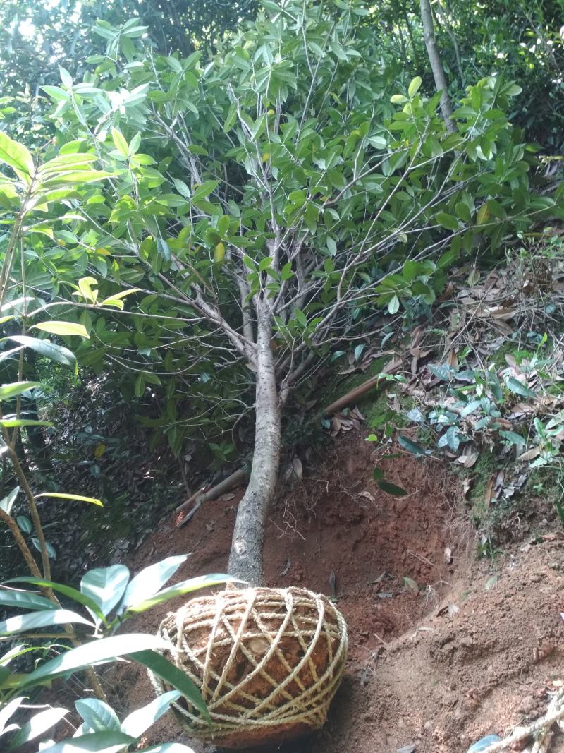 丹桂桂花树大树庭院大型室外四季常青园林工程浓香型朱砂桂花