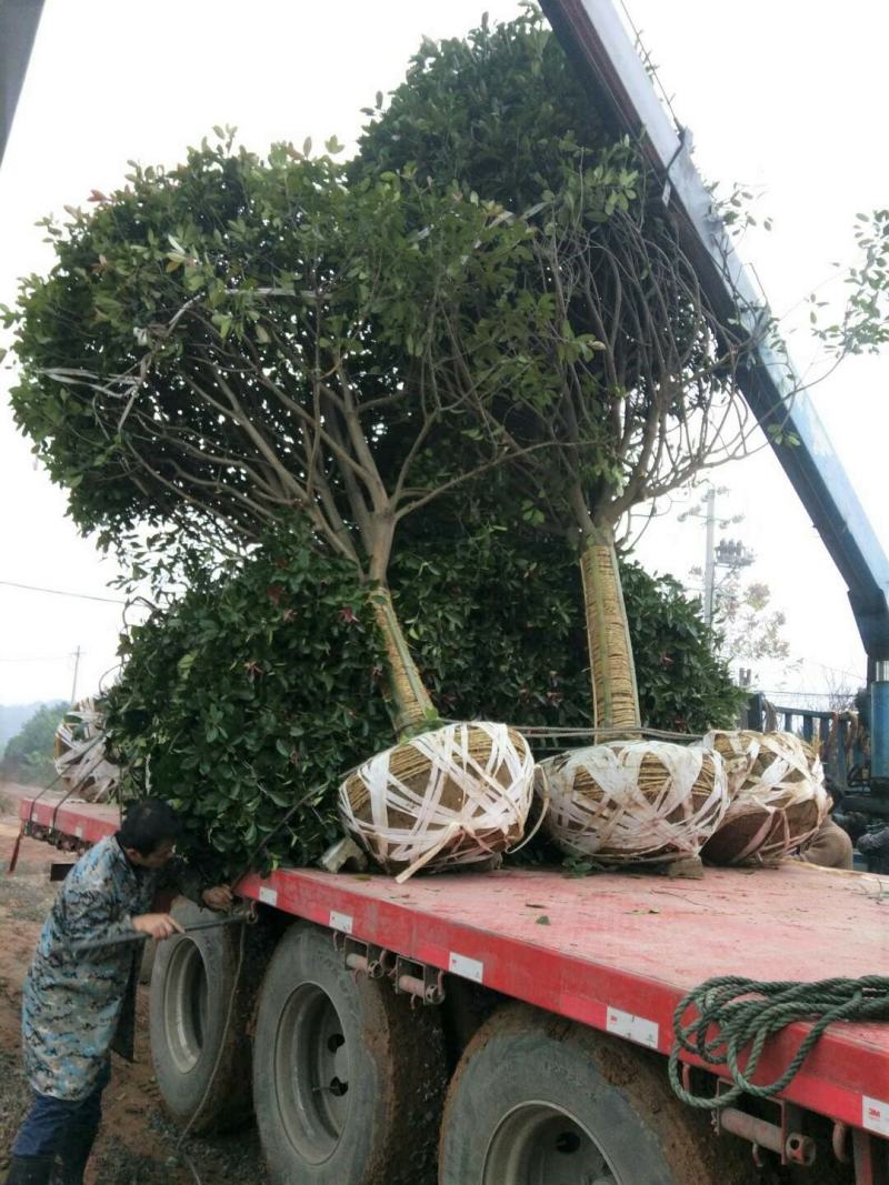 丹桂桂花树大树庭院大型室外四季常青园林工程浓香型朱砂桂花