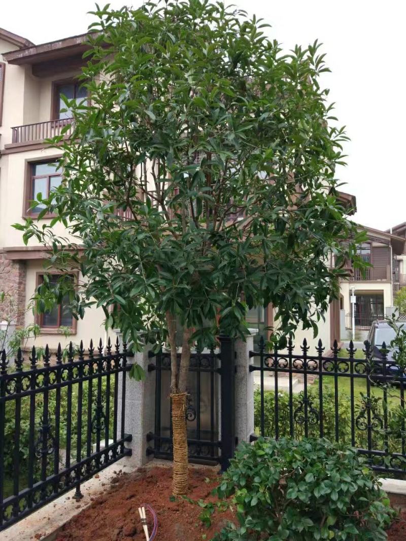 丹桂桂花树大树庭院大型室外四季常青园林工程浓香型朱砂桂花