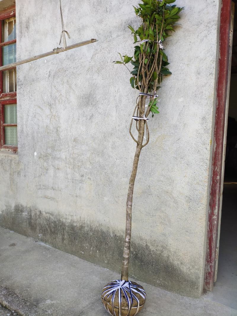 丹桂桂花树大树庭院大型室外四季常青园林工程浓香型朱砂桂花