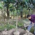 丹桂桂花树大树庭院大型室外四季常青园林工程浓香型朱砂桂花