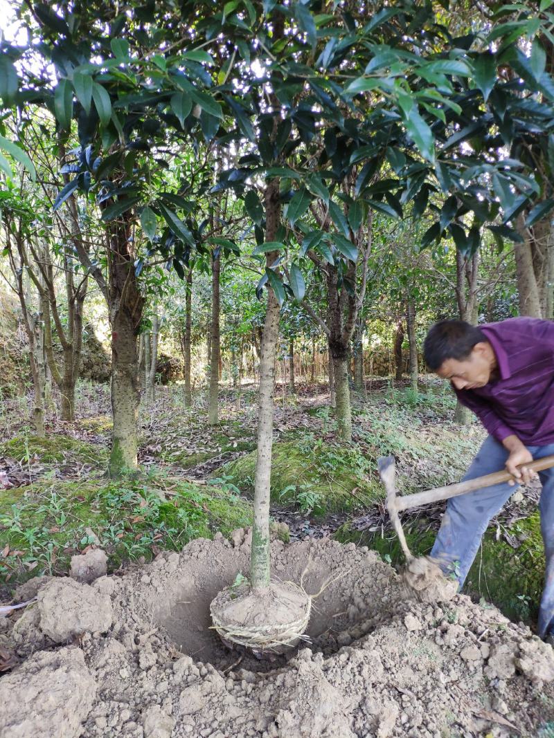 丹桂桂花树大树庭院大型室外四季常青园林工程浓香型朱砂桂花